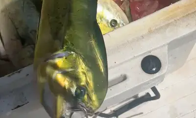 Fort Lauderdale Report Video 0