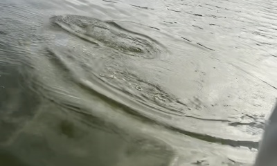 Great Tarpon Fishing