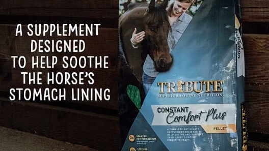 TRIBUTE EQUINE NUTRITION Constant Comfort Plus Gut Health Horse Supplement,  40-lbs bag 