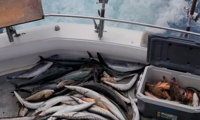 Ensenada Report Video 0