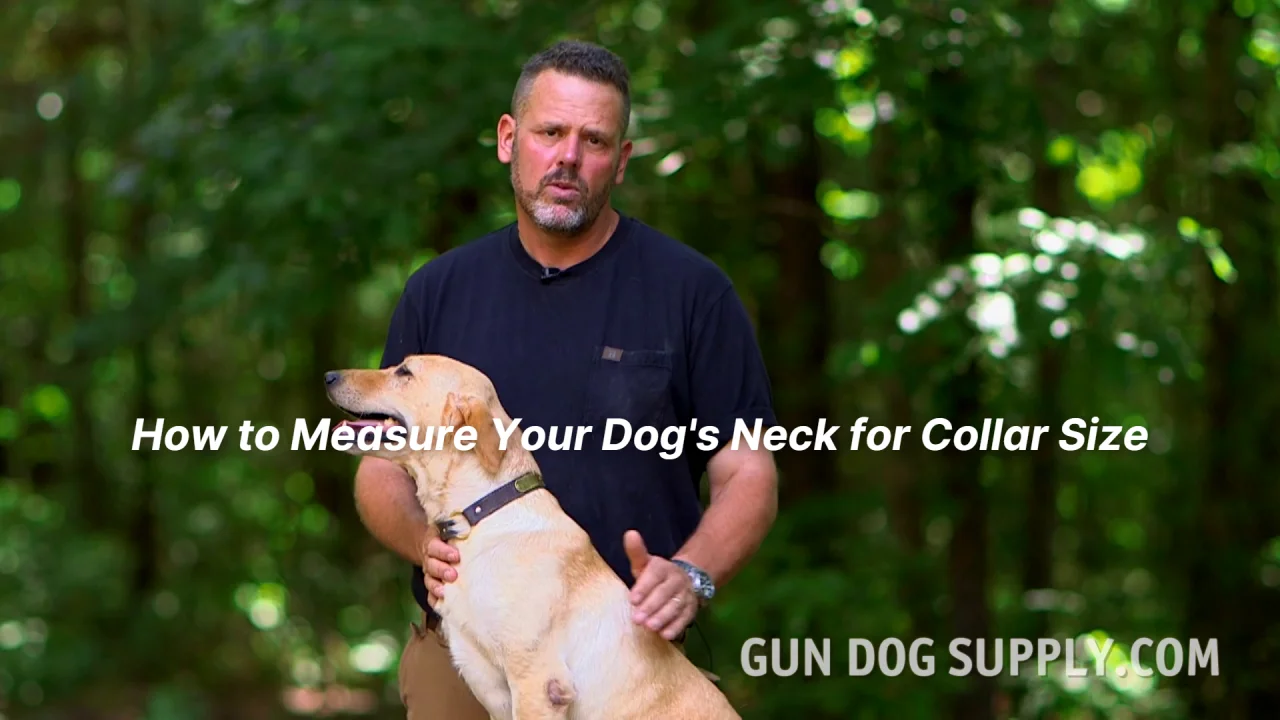 WigWag 1-1/4 Large Dog Collar -- Fits 18-23 Neck Gun Dog