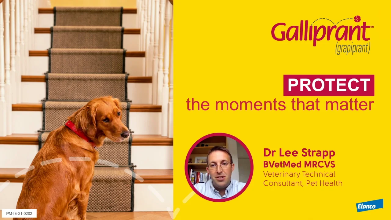 what are the side effects of galliprant for dogs