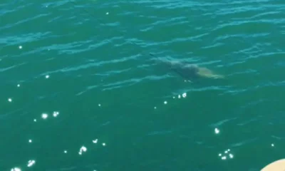 Captiva Report Video 0