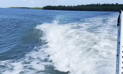 Great dolphin sighting 