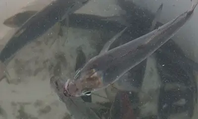 Panamá Report Video 0