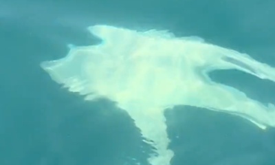 Shalimar Report Video 0