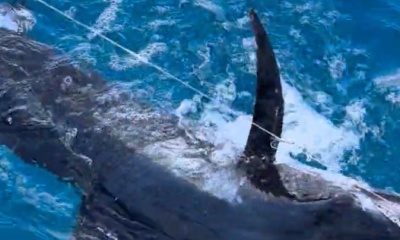 Puerto Morelos Report Video 0