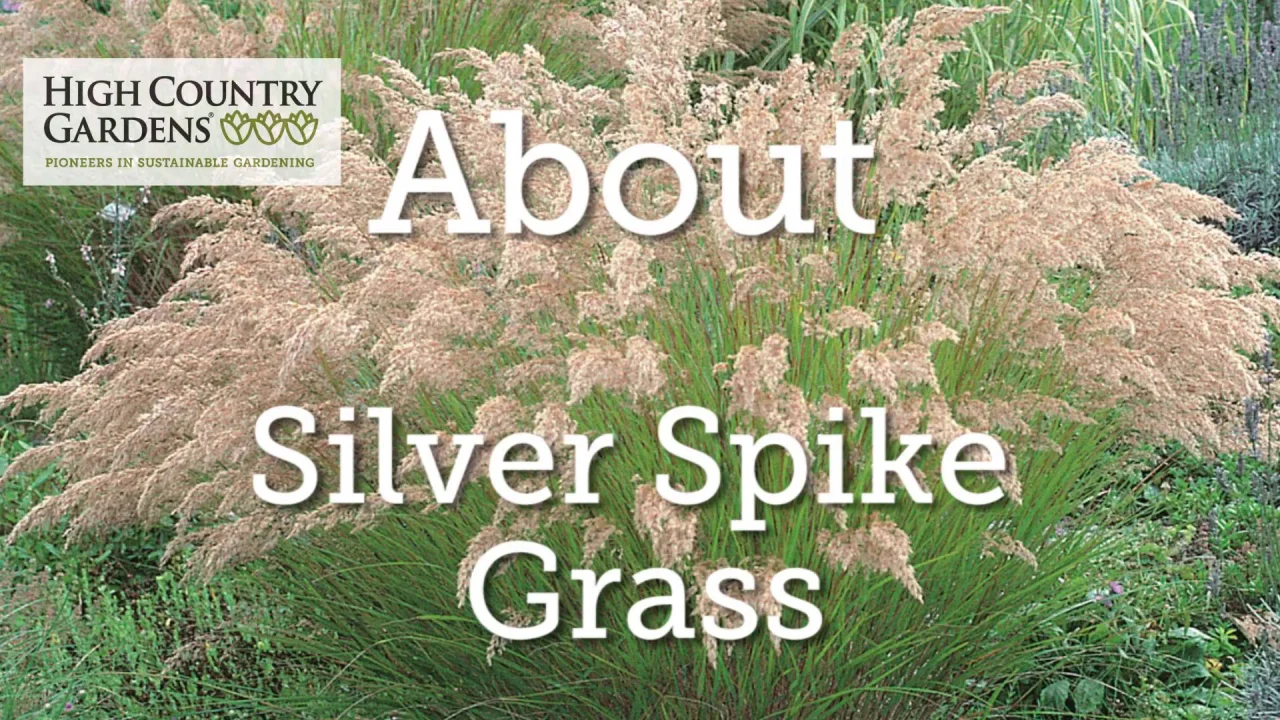 Calamagrostis-Silver-Pink Bloom Feed Diamond Grass 20 seeds 