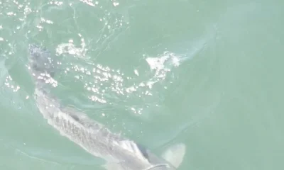 Gloucester Report Video 0