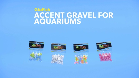 Play Video: Learn More About GloFish From Our Team of Experts