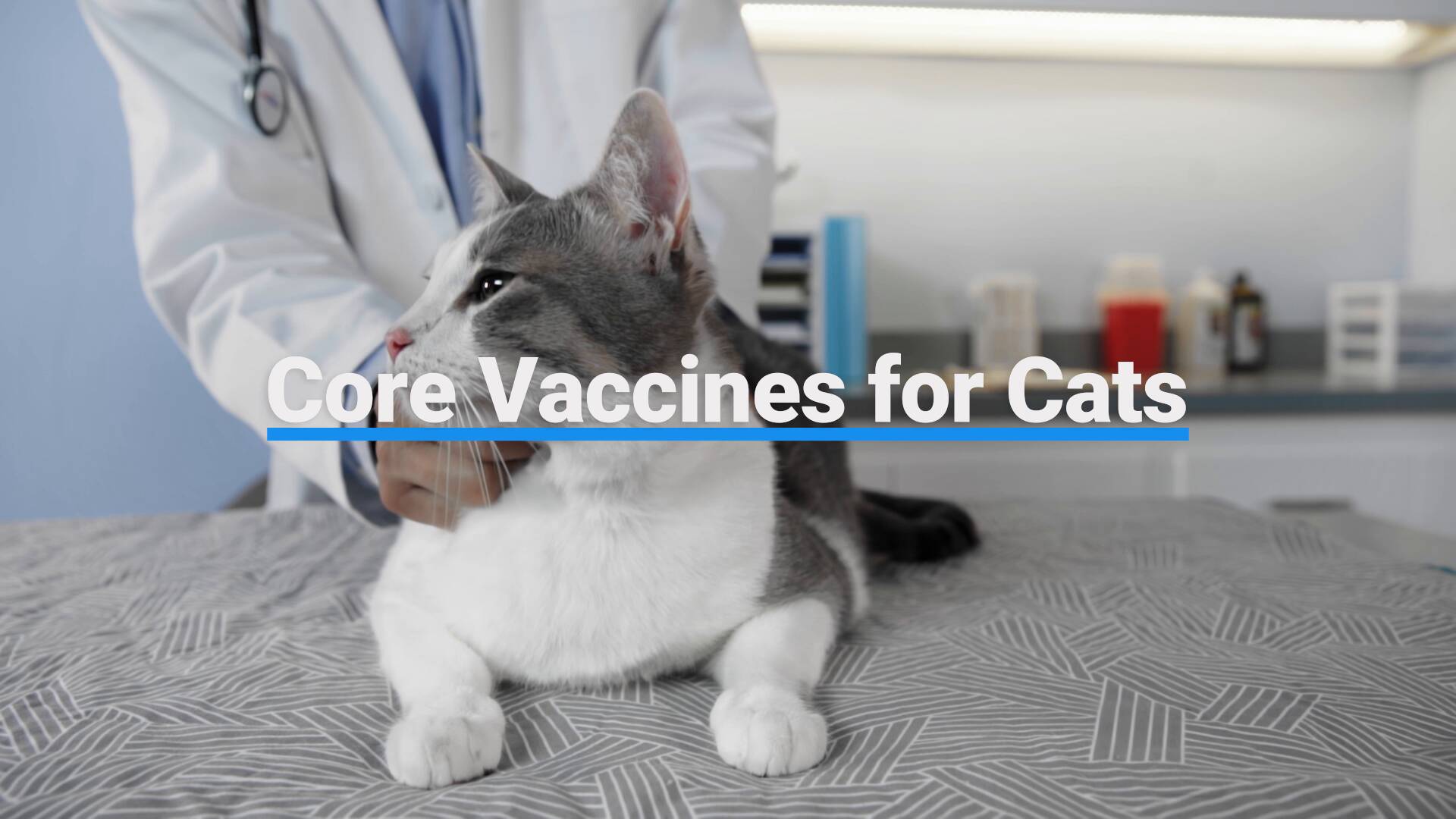 Cat store second vaccination