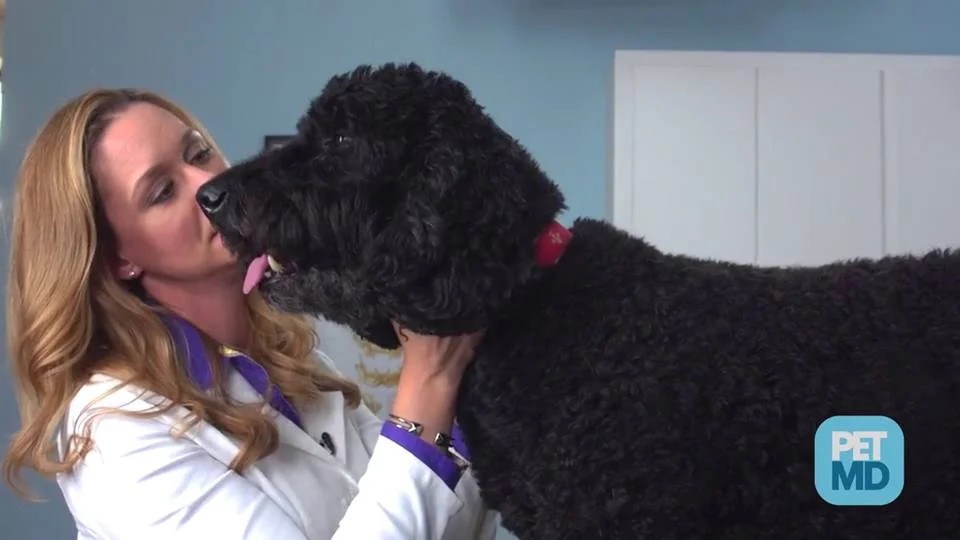 Dog Fear and Anxiety - How to Calm an Anxious Dog | PetMD Dog Fear and Anxiety - How to Calm an Anxious Dog | PetMD