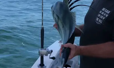 Puerto Vallarta Report Video 0