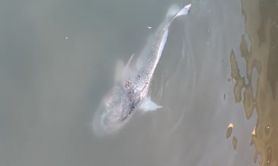 Port O'Connor Report Video 0