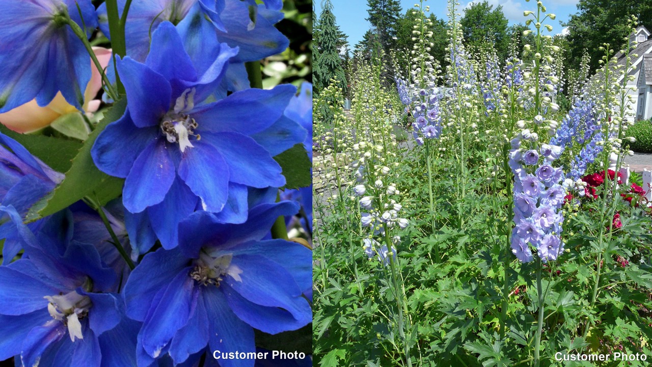 Percival Delphinium, Larkspur | American Meadows