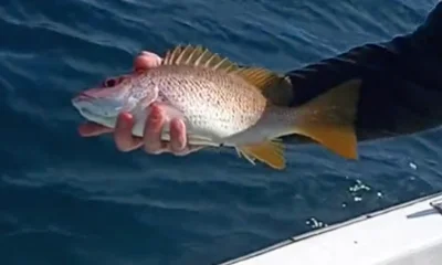 Puerto Jiménez Report Video 0