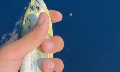 Montenegro Report Video 1