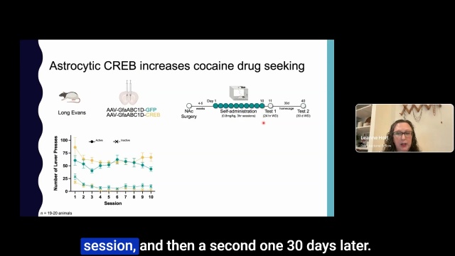 Webinar: Astrocytes, Microglia, and Addiction by Dr. Leanne Holt
