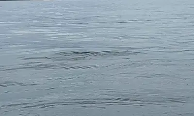 Oregon Video Report 1