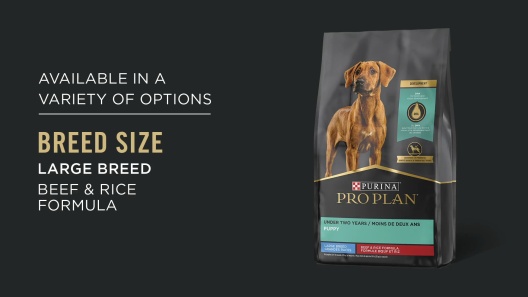 Pro Plan Large Breed Beef and Rice Dry Dog Food