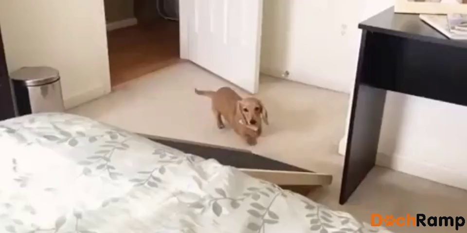 male dachshund neutering