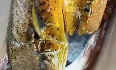 San Jose del Cabo Report Video 0
