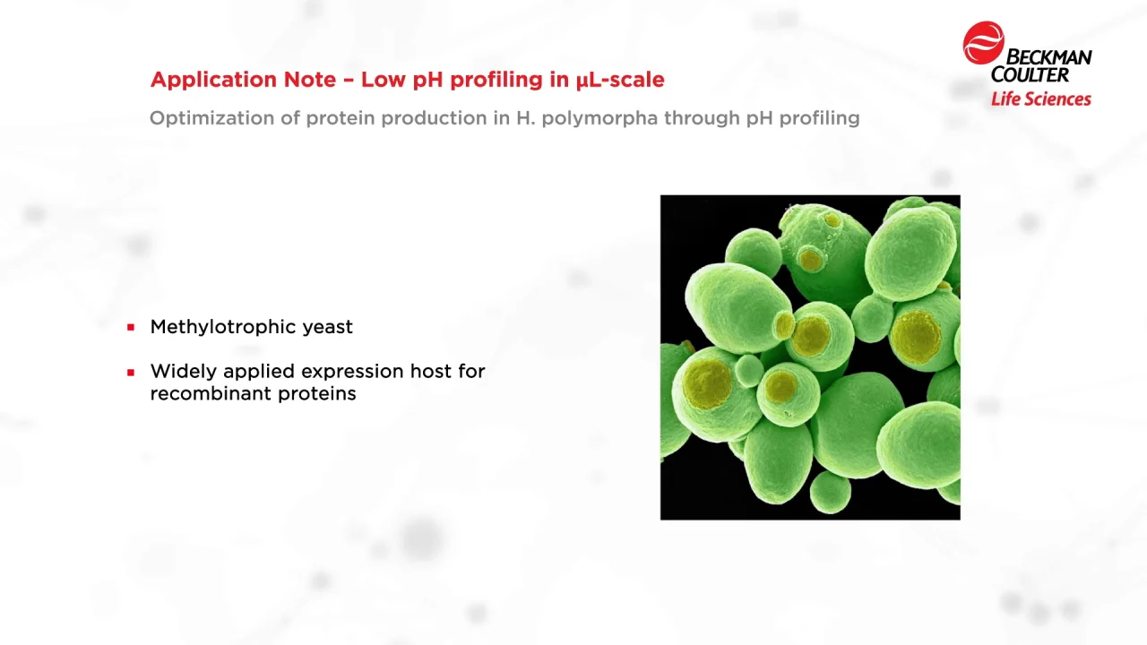 Optimize protein production in H polymorpha using the BioLector