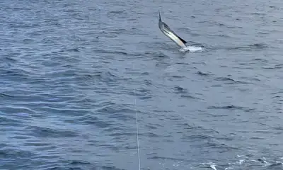 Herradura Report Video 1