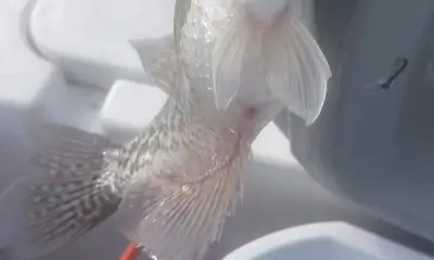 Clewiston Report Video 2