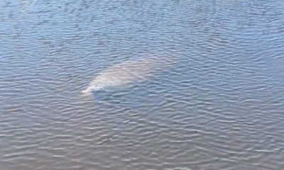 Jacksonville Report Video 0