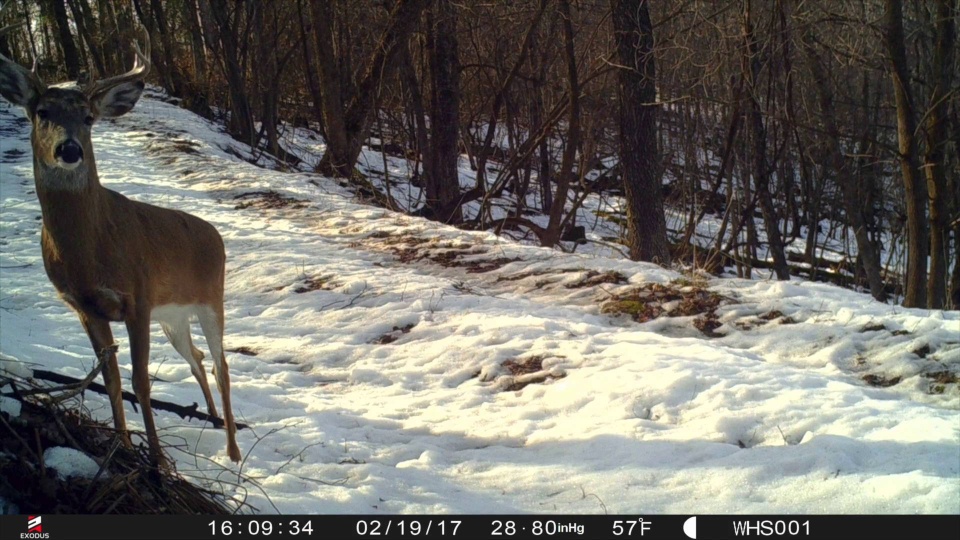 Low Impact Trail Cam Strategies