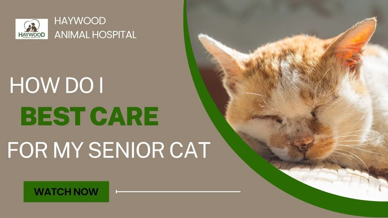 Cat Senior Care - Exploring Senior Cat Care | Haywood Animal Hospital