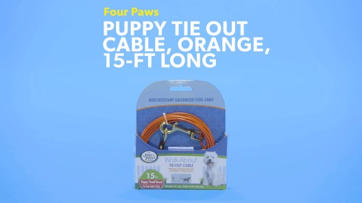 Play Video: Learn More About Four Paws From Our Team of Experts