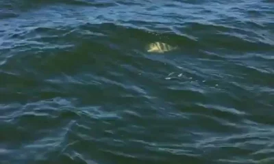 Biloxi Report Video 2