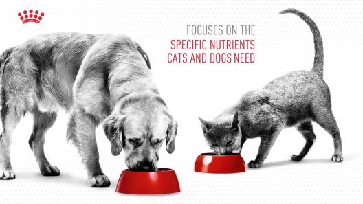 Royal Canin Breed Health Nutrition Bulldog Adult Dry Dog Food