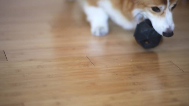 Wistia video thumbnail