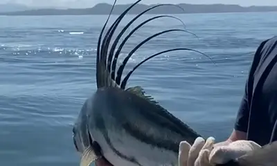 Quepos Report Video 0