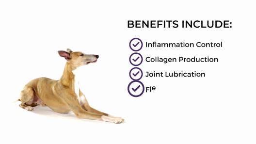 Play Video: Learn More About Dr. Bill's Pet Nutrition From Our Team of Experts