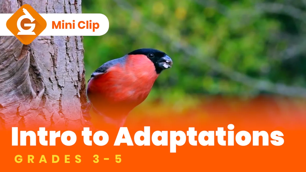 Animal & Plant Adaptations, Science Lesson For Kids