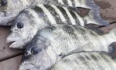 Indian Shores Report Video 0