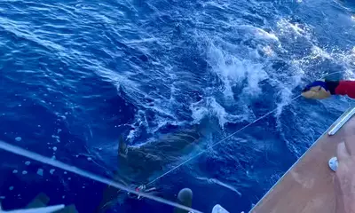 Kailua-Kona Report Video 0