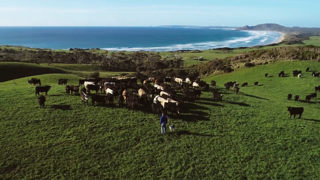 The Greenham Never Ever Beef Program