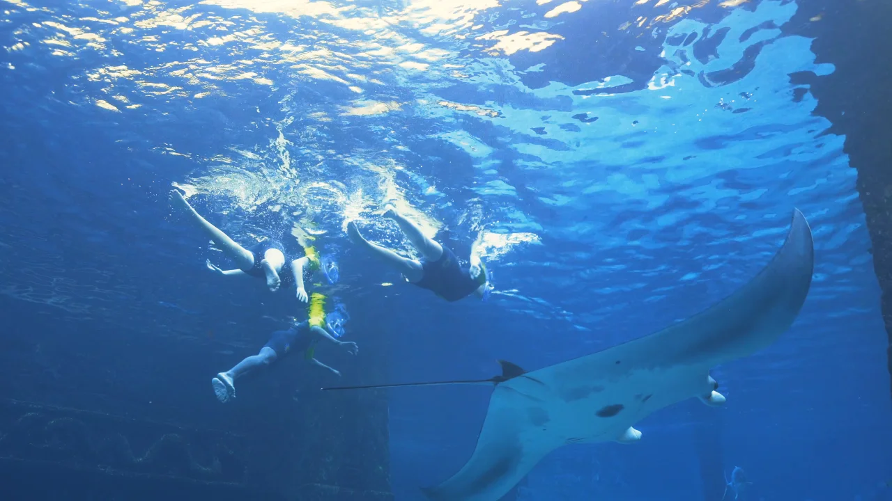 Swim with Dolphins, Dolphin Cay