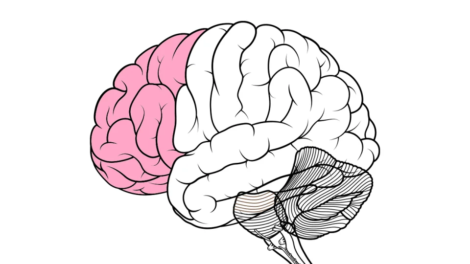 The Prefrontal Cortex Revisited - Chiros Hub