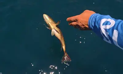 Bahía de los Ángeles Видео отчет 2