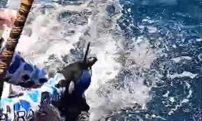 Playa Flamingo Video Report 0