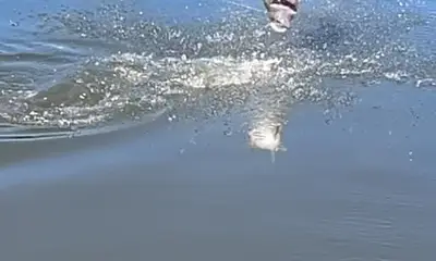 Carolina Report Video 2