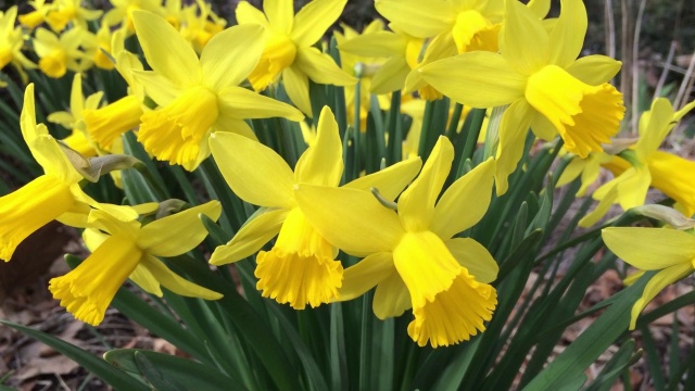 yellow narcissus flower