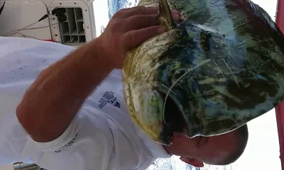 Budva Report Video 0