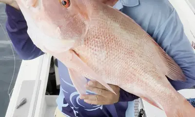 Port Douglas Report Video 0